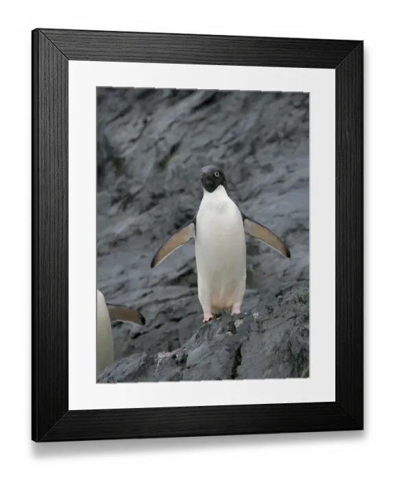 Framed Print : Adelie penguin, Antarctica, Antarctic Peninsula, Graham Land, Detaille Island