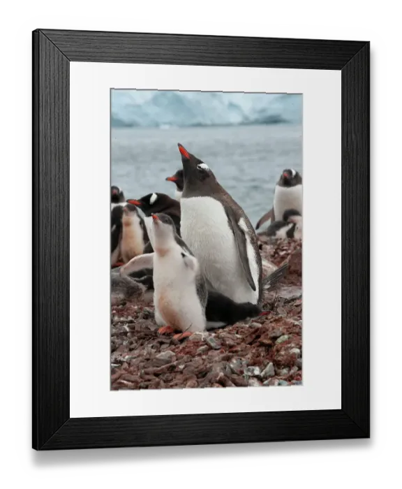 Framed Print : Antarctic. Gentoo penguin parent and chick