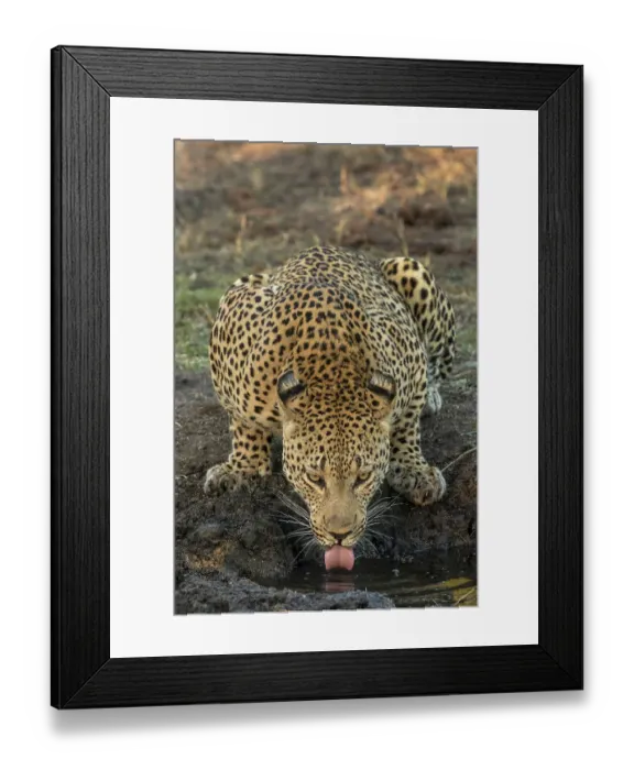 Framed Print : South Africa, Kruger National Park. Leopard drinking. ©Jim Zuckerman / Jaynes Gallery / DanitaDelimont.com Framed Print : South Africa, Kruger National Park. Leopard drinking. ©Jim Zuckerman / Jaynes Gallery / DanitaDelimont.com