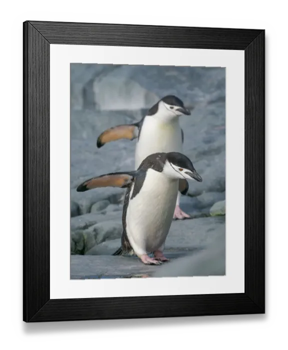 Framed Print : Chinstrap penguin. Antarctica, Palmer Archipelago, Hydrurga Rocks Framed Print : Chinstrap penguin. Antarctica, Palmer Archipelago, Hydrurga Rocks