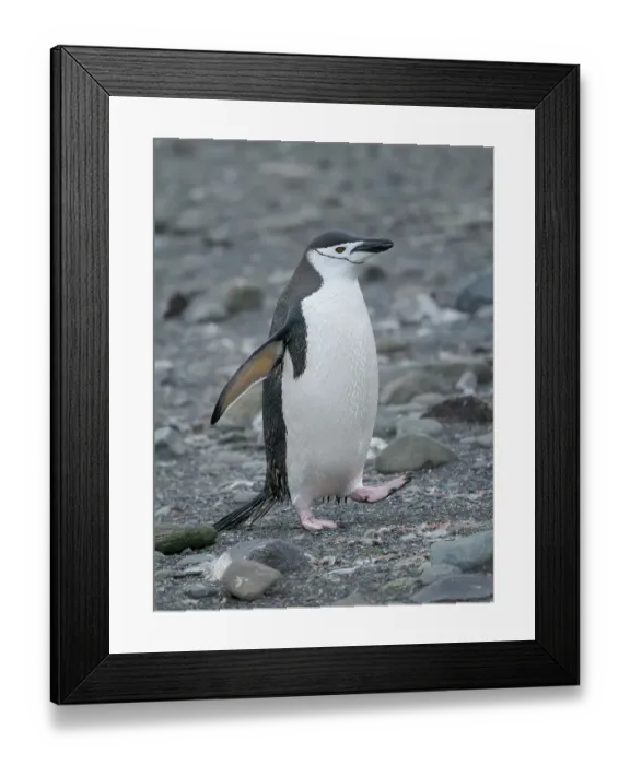 Framed Print : Chinstrap penguin. Antarctica, South Shetland Islands, Barrientos Island Framed Print : Chinstrap penguin. Antarctica, South Shetland Islands, Barrientos Island