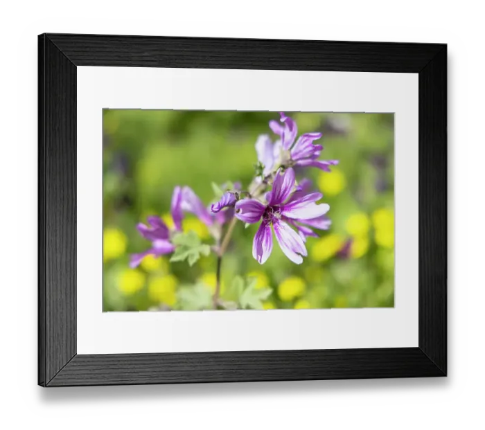 Framed Print : Tunis, Tunisia. Wildflowers at the Baths of Antoninus in Carthage Framed Print : Tunis, Tunisia. Wildflowers at the Baths of Antoninus in Carthage