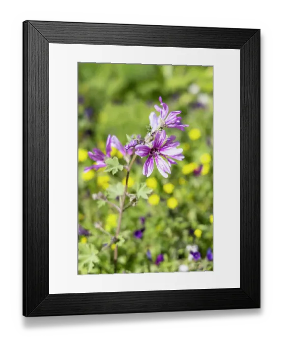 Framed Print : Tunis, Tunisia. Wildflowers at the Baths of Antoninus in Carthage Framed Print : Tunis, Tunisia. Wildflowers at the Baths of Antoninus in Carthage