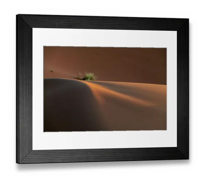 Framed Print : Africa, Erg Chebbi, Morocco. Bush growing on desert dune. ©Bill Young  /  Jaynes Gallery  /  DanitaDelimont.com