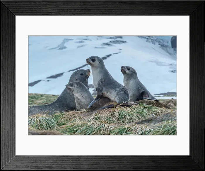 Framed Print : South Georgia Island. Family of Antarctic fur seals on tussock grass Framed Print : South Georgia Island. Family of Antarctic fur seals on tussock grass