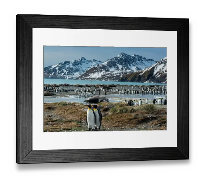 Framed Print : South Georgia Island. King penguins and elephant seal on shore of St. Andrews Bay Framed Print : South Georgia Island. King penguins and elephant seal on shore of St. Andrews Bay