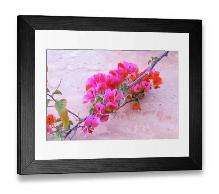 Framed Print : Kairouan, Tunisia. Flowers against a wall in the city of Kairouan Framed Print : Kairouan, Tunisia. Flowers against a wall in the city of Kairouan