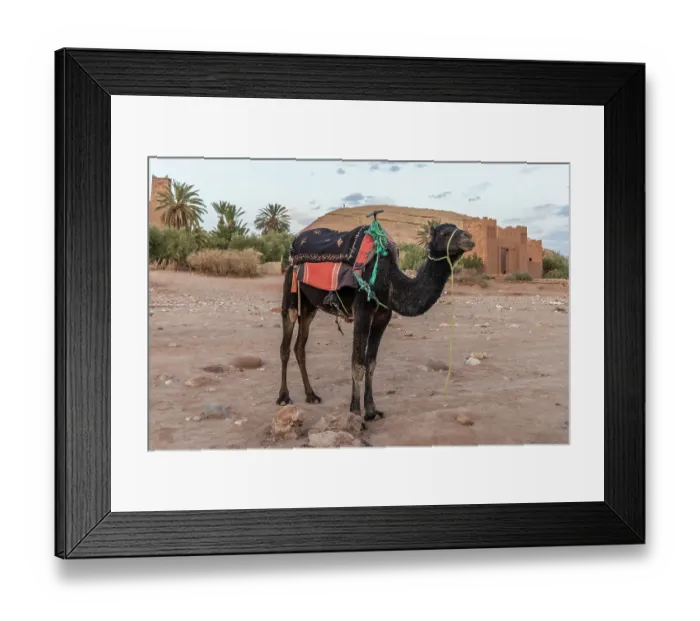Framed Print : Morocco, Ouarzazate Province. Ait Ben Haddou, a UNESCO World Heritage Site. Camel train Framed Print : Morocco, Ouarzazate Province. Ait Ben Haddou, a UNESCO World Heritage Site. Camel train