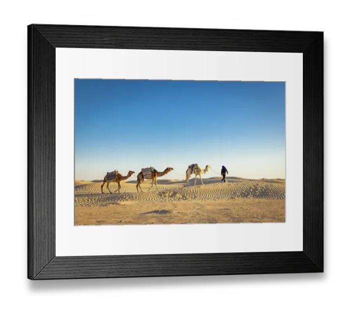 Framed Print : Ghlissia, Kebili, Tunisia. March 17, 2023. Man leading camels across sand dunes in the Sahara Desert Framed Print : Ghlissia, Kebili, Tunisia. March 17, 2023. Man leading camels across sand dunes in the Sahara Desert
