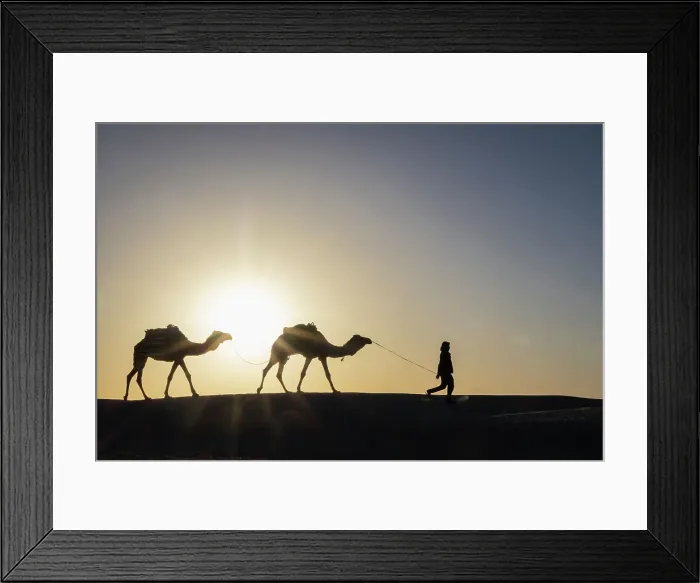 Framed Print : Ghlissia, Kebili, Tunisia. Man leading camels across sand dunes at sunset in the Sahara Desert Framed Print : Ghlissia, Kebili, Tunisia. Man leading camels across sand dunes at sunset in the Sahara Desert