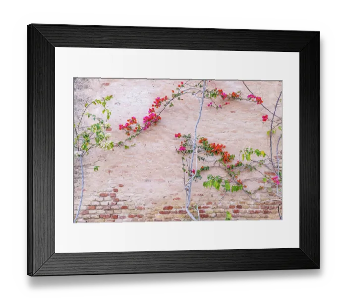 Framed Print : Kairouan, Tunisia. Flowers against a wall in the city of Kairouan Framed Print : Kairouan, Tunisia. Flowers against a wall in the city of Kairouan