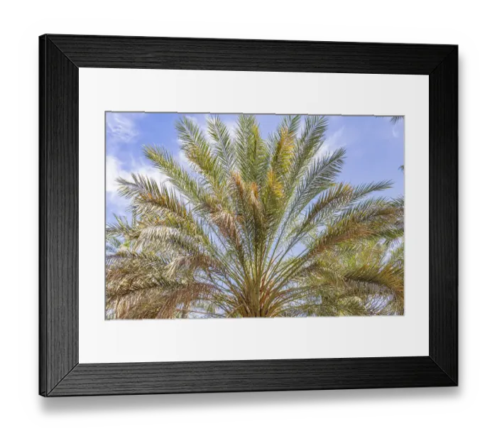 Framed Print : Tozeur, Tunisia. Palm trees in a desert oasis Framed Print : Tozeur, Tunisia. Palm trees in a desert oasis