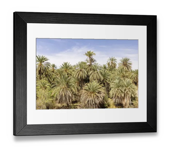 Framed Print : Tozeur, Tunisia. Palm trees in a desert oasis Framed Print : Tozeur, Tunisia. Palm trees in a desert oasis