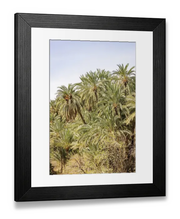 Framed Print : Tozeur, Tunisia. Palm trees in a desert oasis Framed Print : Tozeur, Tunisia. Palm trees in a desert oasis