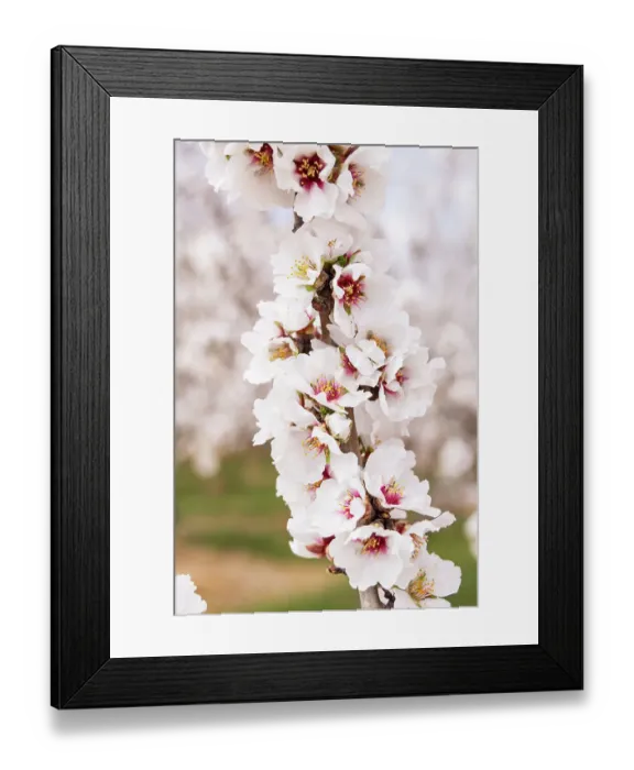 Framed Print : Tunisia. Almond blossoms in orchard Framed Print : Tunisia. Almond blossoms in orchard