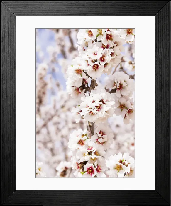 Framed Print : Tunisia. Almond blossoms in orchard