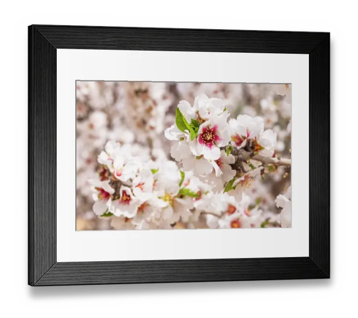 Framed Print : Tunisia. Almond blossoms in a Tunisian orchard Framed Print : Tunisia. Almond blossoms in a Tunisian orchard