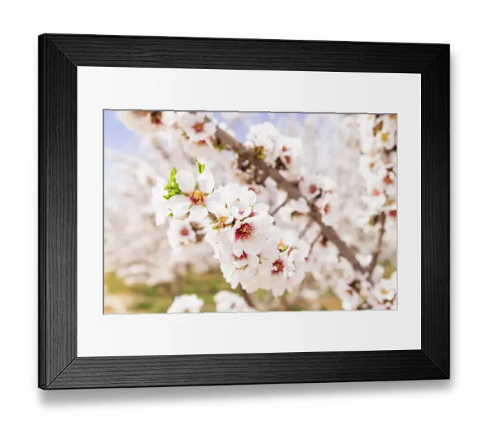Framed Print : Tunisia. Almond blossoms in orchard Framed Print : Tunisia. Almond blossoms in orchard