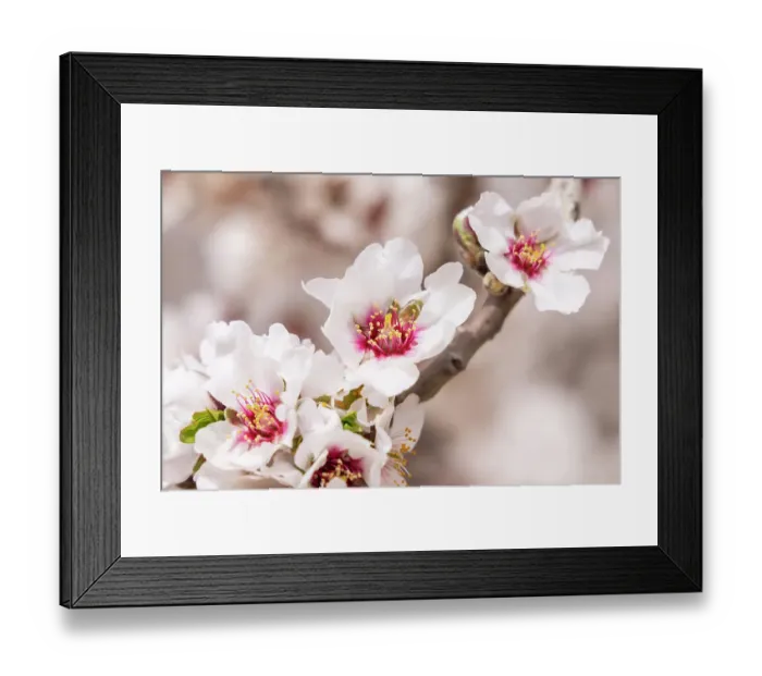 Framed Print : Tunisia. Almond blossoms in orchard Framed Print : Tunisia. Almond blossoms in orchard