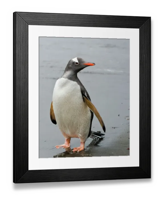 Framed Print : Antarctic. Gentoo penguin Framed Print : Antarctic. Gentoo penguin