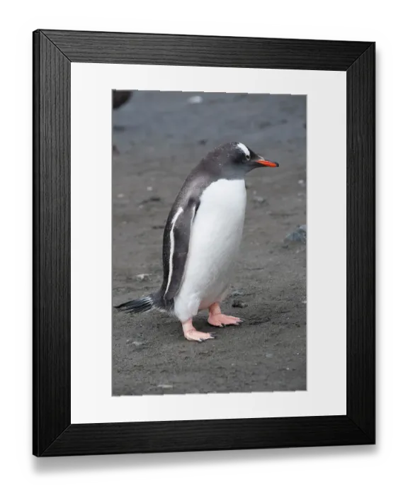 Framed Print : Antarctic. Gentoo penguin Framed Print : Antarctic. Gentoo penguin