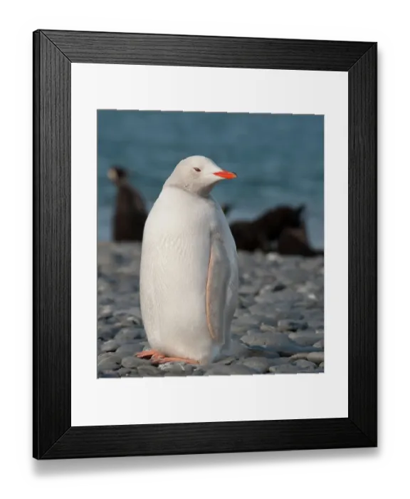 Framed Print : Antarctic, South Georgia. Rare albino penguin, Salisbury Plain