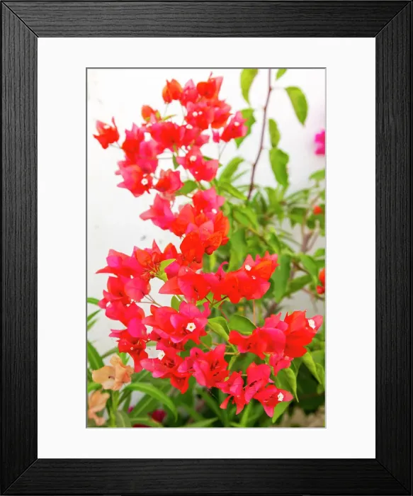 Framed Print : India, State of Gujarat, Bhuj. Bougainvillea. Paper Plant. Caryophyllales, Nyctaginaceae, Bougainvillea glabra