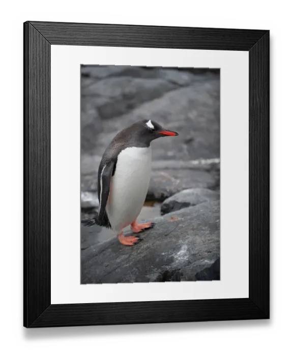 Framed Print : Antarctic. Gentoo penguin