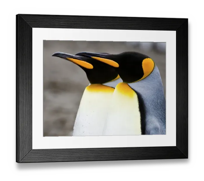 Framed Print : King penguins Framed Print : King penguins