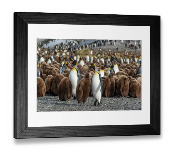 Framed Print : South Georgia Island. King penguins feed and care for their chicks on Salisbury Plain