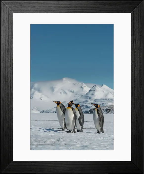 Framed Print : South Georgia Island. Group of king penguins walk on snowy shore of Salisbury Plain Framed Print : South Georgia Island. Group of king penguins walk on snowy shore of Salisbury Plain