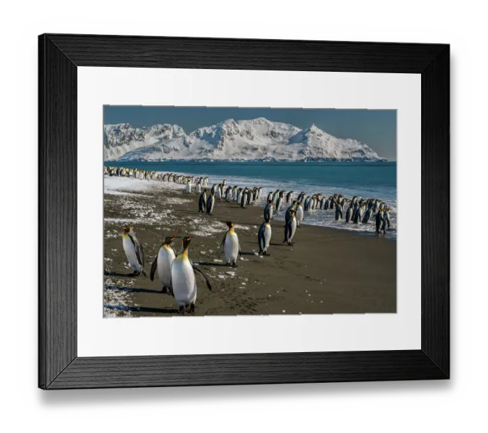 Framed Print : South Georgia Island. Mountains and glaciers of the Salisbury Plain are a spectacular backdrop to photograph king penguins in the surf Framed Print : South Georgia Island. Mountains and glaciers of the Salisbury Plain are a spectacular backdrop to photograph king penguins in the surf
