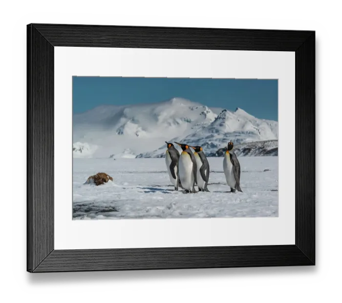 Framed Print : South Georgia Island. Group of king penguins walk on snowy shore of Salisbury Plain Framed Print : South Georgia Island. Group of king penguins walk on snowy shore of Salisbury Plain