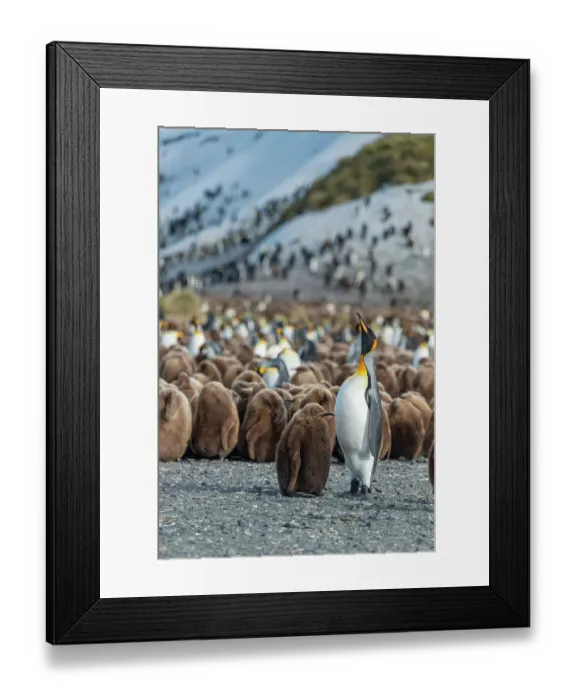 Framed Print : South Georgia Island. King penguins feed and care for their chicks on Salisbury Plain Framed Print : South Georgia Island. King penguins feed and care for their chicks on Salisbury Plain