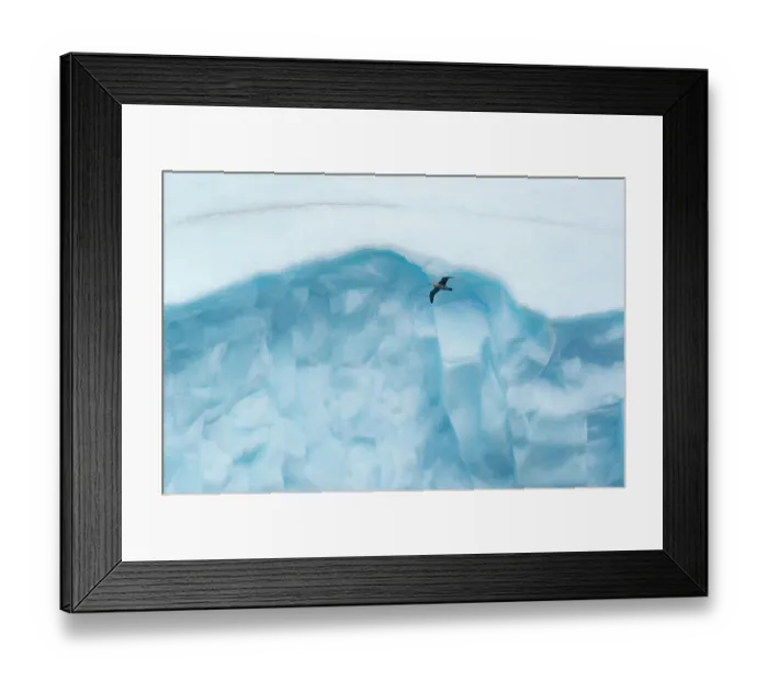 Framed Print : South Georgia Island, Antarctica. Giant petrel in flight in front of sculpted giant blue iceberg Framed Print : South Georgia Island, Antarctica. Giant petrel in flight in front of sculpted giant blue iceberg