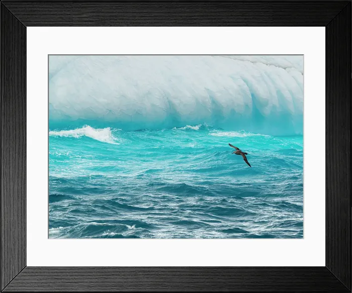 Framed Print : South Georgia Island. Iceberg and giant petrel flies low over the waves Framed Print : South Georgia Island. Iceberg and giant petrel flies low over the waves