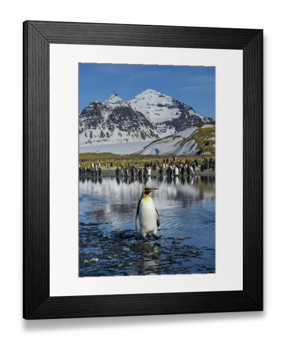 Framed Print : South Georgia Island. Solo king penguin crosses creek on Salisbury Plain