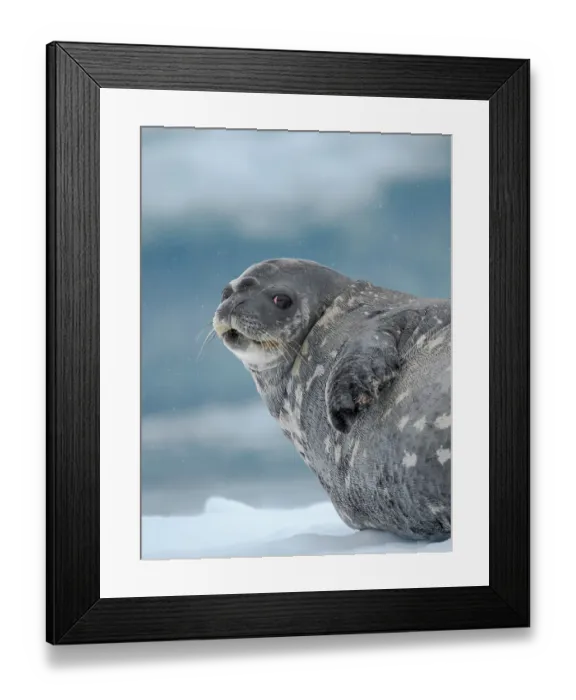 Framed Print : Weddell seal on ice floe in the Cierva Cove, Antarctic Peninsula. Antarctica Framed Print : Weddell seal on ice floe in the Cierva Cove, Antarctic Peninsula. Antarctica