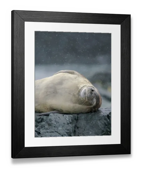 Framed Print : Crabeater Seal, Antarctica, Antarctic Peninsula, Detaille Island