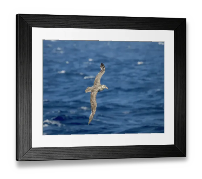 Framed Print : Northern Giant Petrel or Hall's Giant Petrel (Macronectes halli) in flight over the stormy southern ocean. Antarctica, Drake Passage