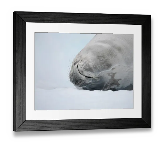 Framed Print : Crabeater Seal, resting on ice floe. Antarctica, Antarctic Peninsula, Detaille Island Framed Print : Crabeater Seal, resting on ice floe. Antarctica, Antarctic Peninsula, Detaille Island