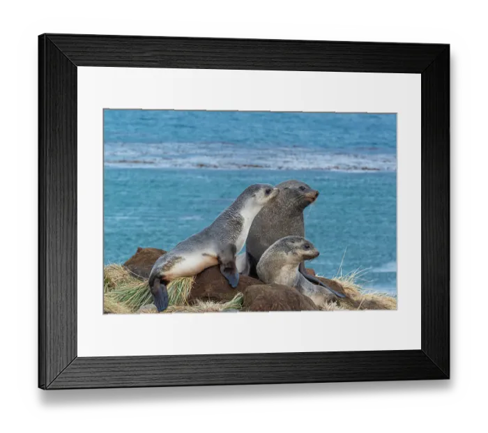 Framed Print : South Georgia Island. Family of Antarctic fur seals on tussock grass Framed Print : South Georgia Island. Family of Antarctic fur seals on tussock grass