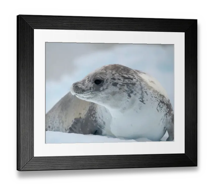 Framed Print : Crabeater Seal, resting on ice floe. Antarctica, Antarctic Peninsula, Detaille Island