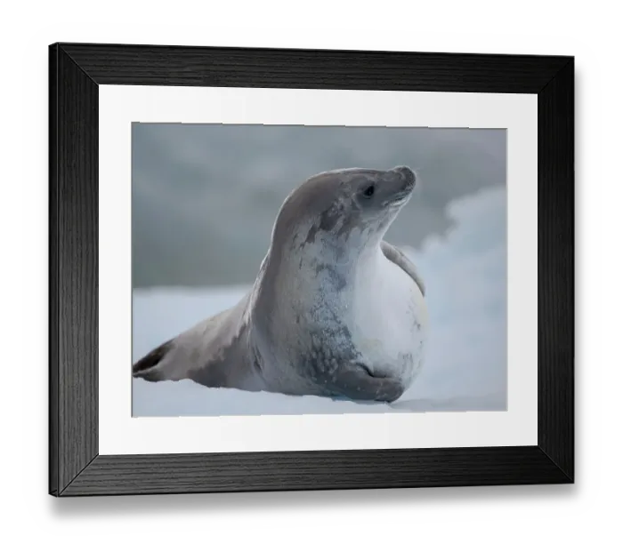 Framed Print : Crabeater Seal, resting on ice floe. Antarctica, Antarctic Peninsula, Detaille Island