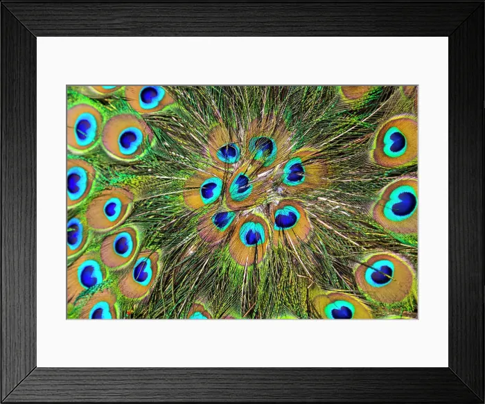 Framed Print : India, Mumbai. Street market. Peacock feathers for sale Framed Print : India, Mumbai. Street market. Peacock feathers for sale