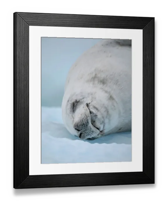 Framed Print : Crabeater Seal, resting on ice floe. Antarctica, Antarctic Peninsula, Detaille Island Framed Print : Crabeater Seal, resting on ice floe. Antarctica, Antarctic Peninsula, Detaille Island