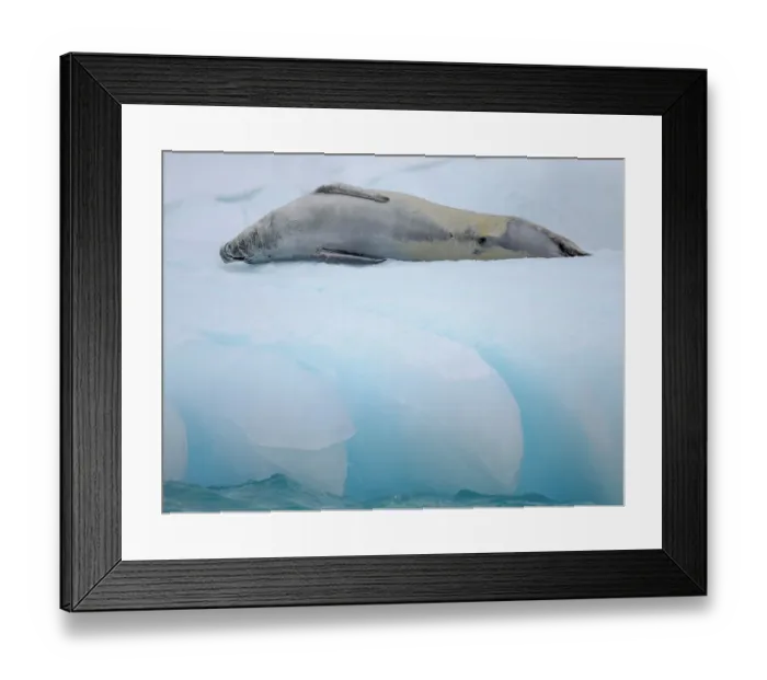 Framed Print : Crabeater Seal, resting on ice floe. Antarctica, Antarctic Peninsula, Detaille Island