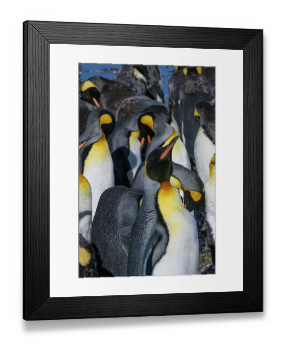 Framed Print : South Georgia Island. Close-up of group of king penguins Framed Print : South Georgia Island. Close-up of group of king penguins