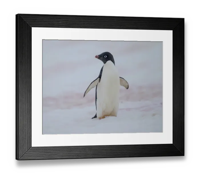 Framed Print : Adelie penguin, colored snow due to growth of ice algae. Antarctica, Antarctic Peninsula, Graham Land, Peterman Island Framed Print : Adelie penguin, colored snow due to growth of ice algae. Antarctica, Antarctic Peninsula, Graham Land, Peterman Island