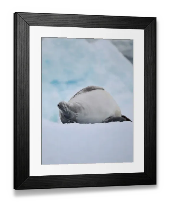 Framed Print : Crabeater Seal, resting on ice floe. Antarctica, Antarctic Peninsula, Detaille Island Framed Print : Crabeater Seal, resting on ice floe. Antarctica, Antarctic Peninsula, Detaille Island